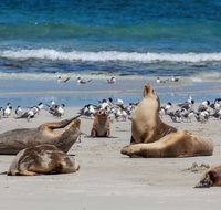 Seal Bay - Accommodation Melbourne