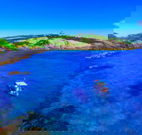 Snorkelling Montague Island - Accommodation Melbourne