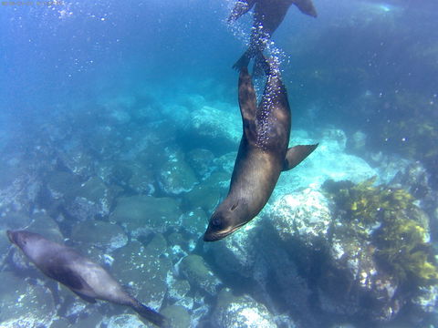 Snorkelling Montague Island - Accommodation Melbourne 1
