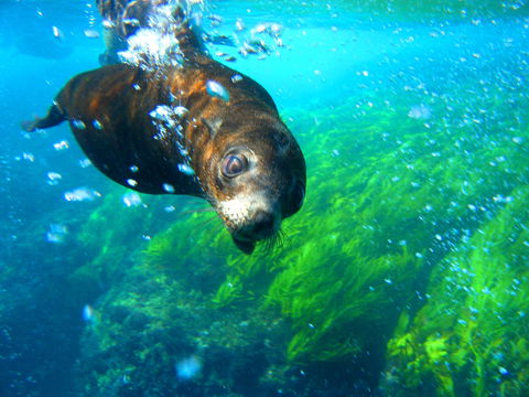 Snorkelling Montague Island - Accommodation Melbourne 2