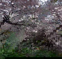 Wildwood Garden - Accommodation Melbourne