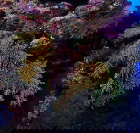 Around The Bend Dive Site - Accommodation Melbourne