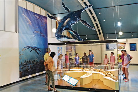 Australian Dinosaur Trail - Accommodation Melbourne 1