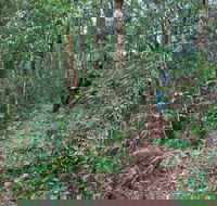 Blackbutt walking track - Accommodation Melbourne