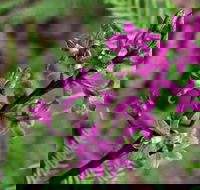 Cassinia Walking Track - Accommodation Melbourne
