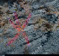 Clam Gardens Dive Site - Accommodation Melbourne