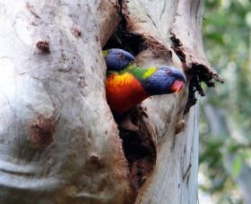 Cumberland State Forest - Accommodation Melbourne 0
