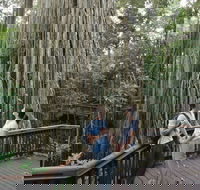 Curtain Fig Tree Yungaburra - Accommodation Melbourne