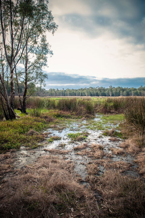 Gemmill Swamp Wildlife Reserve - Accommodation Melbourne 2