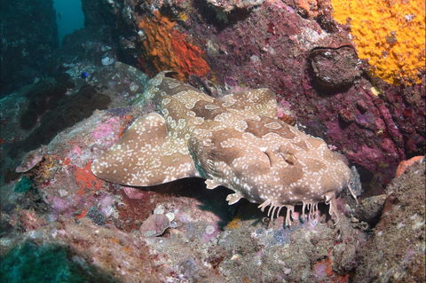 Hanging Rock Dive Site - Accommodation Melbourne 1