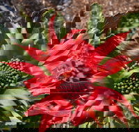 Inverawe Native Gardens - Accommodation Melbourne