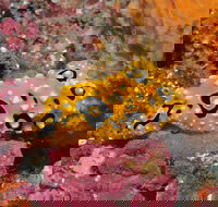 Magic Mountain Dive Site - Accommodation Melbourne