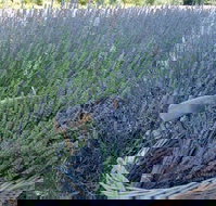 Melton - Accommodation Melbourne