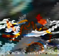 Monolith Dive Site - Accommodation Melbourne