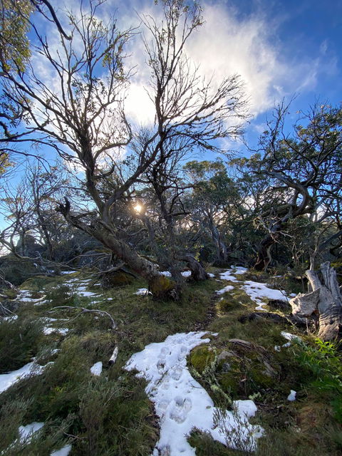 Mount Torbreck Summit Walk - Accommodation Melbourne 0