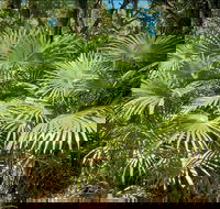 Mungo Rainforest Walk - Accommodation Melbourne
