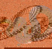 Red Desert Reptiles - Accommodation Melbourne