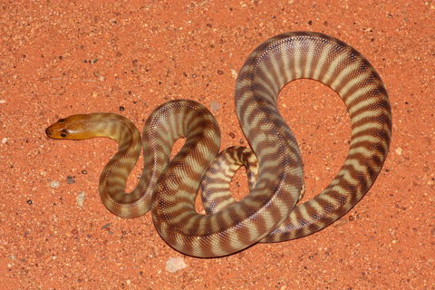 Red Desert Reptiles - Accommodation Melbourne 0