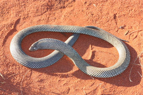 Red Desert Reptiles - Accommodation Melbourne 1