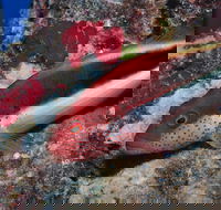 Snake Pit Dive Site - Accommodation Melbourne