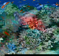 Steve's Bommie Dive Site - Accommodation Melbourne