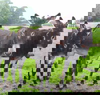 The Good Samaritan Donkey Sanctuary - Accommodation Melbourne