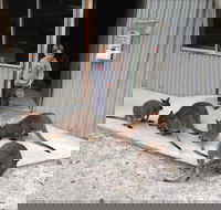 The Patriarch Wildlife Sanctuary - Accommodation Melbourne