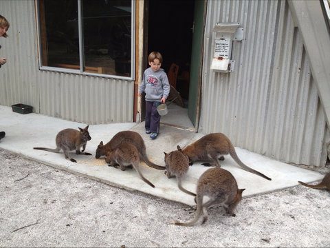 The Patriarch Wildlife Sanctuary - Accommodation Melbourne 0