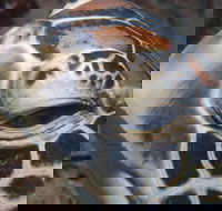 Turtle Bommie - Accommodation Melbourne