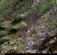 Understory Art In Nature - Accommodation Melbourne