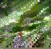 Wet Tropics Rainforest - Accommodation Melbourne