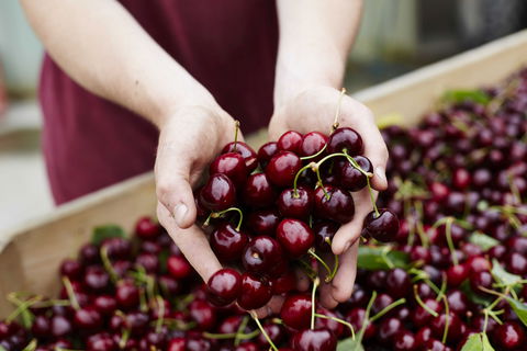 Yarra Valley Cherries - Accommodation Melbourne 0