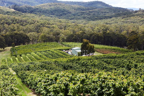 Yarra Valley Cherries - Accommodation Melbourne 2