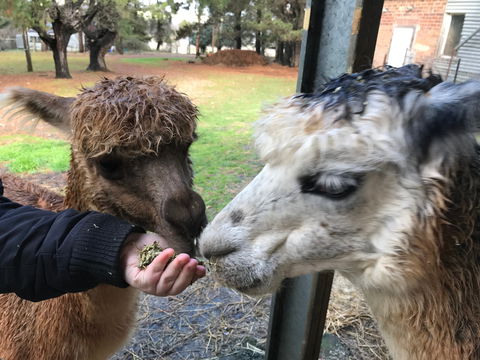 Alpaca Farm Experience At Crookwell - Accommodation Melbourne 0