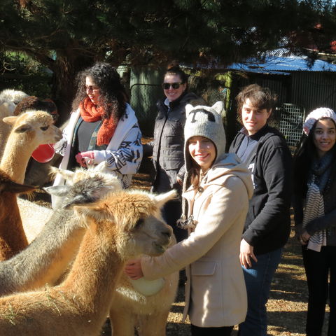 Alpaca Farm Experience At Crookwell - Accommodation Melbourne 2