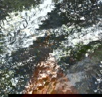 Bird Tree and Benaroon - Accommodation Melbourne