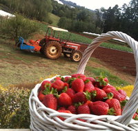 Blue Hills Berries and Cherries - Accommodation Melbourne