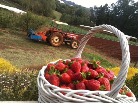 Blue Hills Berries And Cherries - Accommodation Melbourne 0