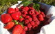 Blue Hills Berries And Cherries - thumb 1
