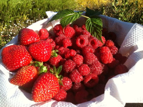 Blue Hills Berries And Cherries - Accommodation Melbourne 1