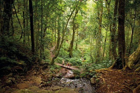 Bunya Mountains National Park - Accommodation Melbourne 1