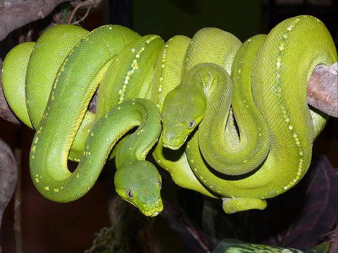 Canberra Reptile Zoo - Accommodation Melbourne 1