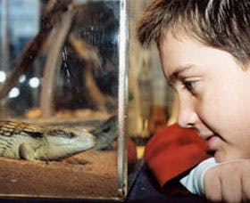Canberra Reptile Zoo - Accommodation Melbourne 2