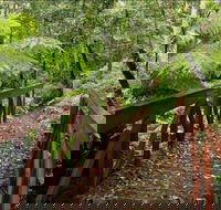 Goodenia Rainforest Walking Track - Accommodation Melbourne