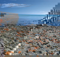 Hamelin Pool Stromatolites - Accommodation Melbourne