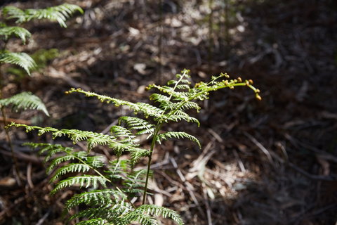 Langwarrin Flora And Fauna Reserve Walking Trails - Accommodation Melbourne 0