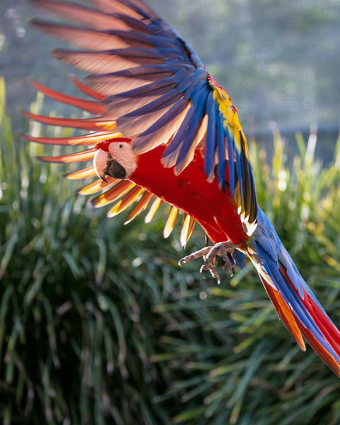 Maleny Botanic Gardens And Bird World - Accommodation Melbourne 1