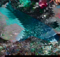 Middle Reef Dive Site - Accommodation Melbourne