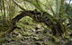 Mitchell River Walking Track - thumb 0