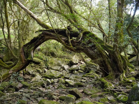 Mitchell River Walking Track - Accommodation Melbourne 0